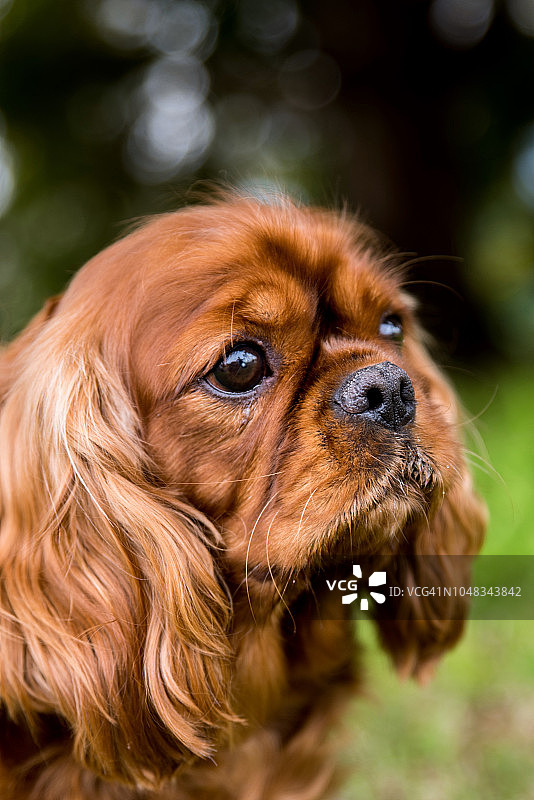 卡瓦杜犬在花园草地上摆姿势头部特写图片素材