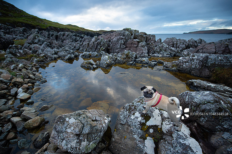 俯瞰岩石水池的巴哥犬图片素材