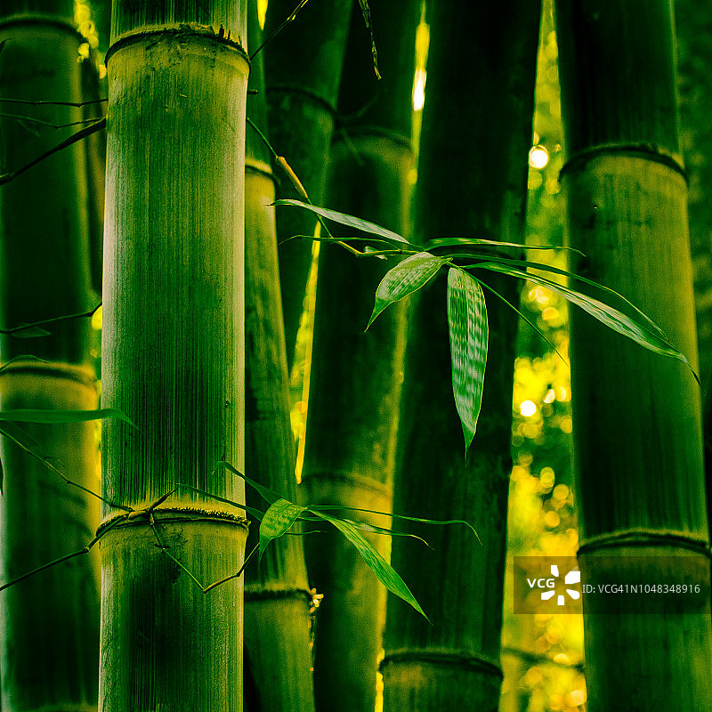 竹子图片素材