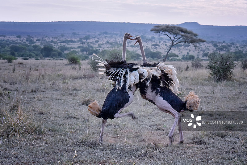 坦桑尼亚东非塔兰吉雷国家公园里两只鸵鸟在打斗图片素材