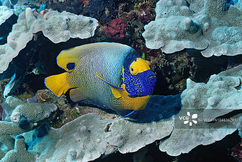 黄面神仙鱼图片素材