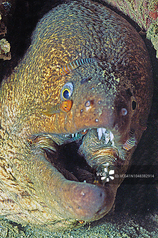 被清洁虾虎鱼清洁的太平洋绿海鳗图片素材