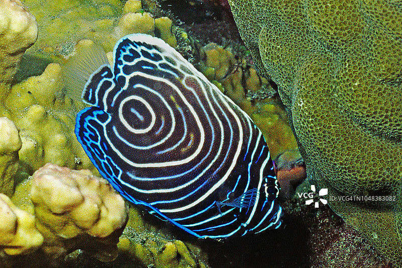 幼年形态的皇帝神仙鱼图片素材