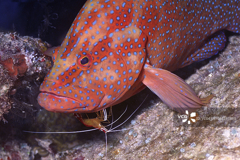 被白条清洁虾清洁的珊瑚鳕鱼图片素材