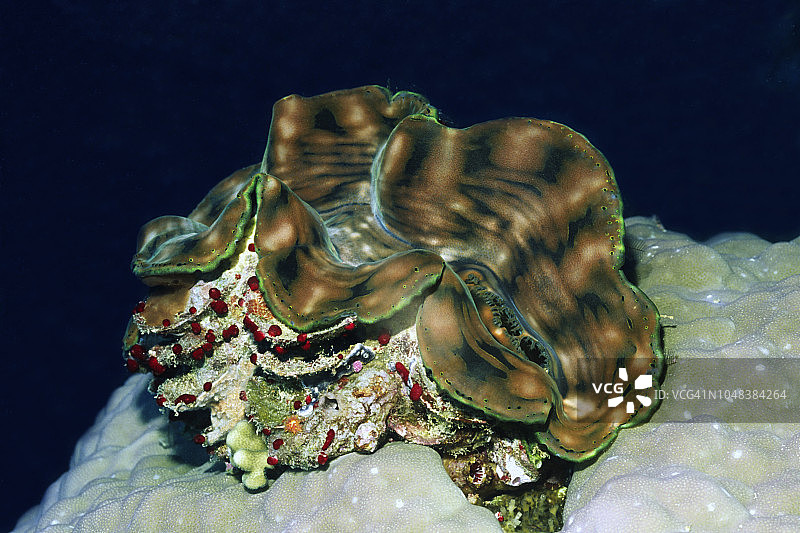 沟纹巨蛤图片素材