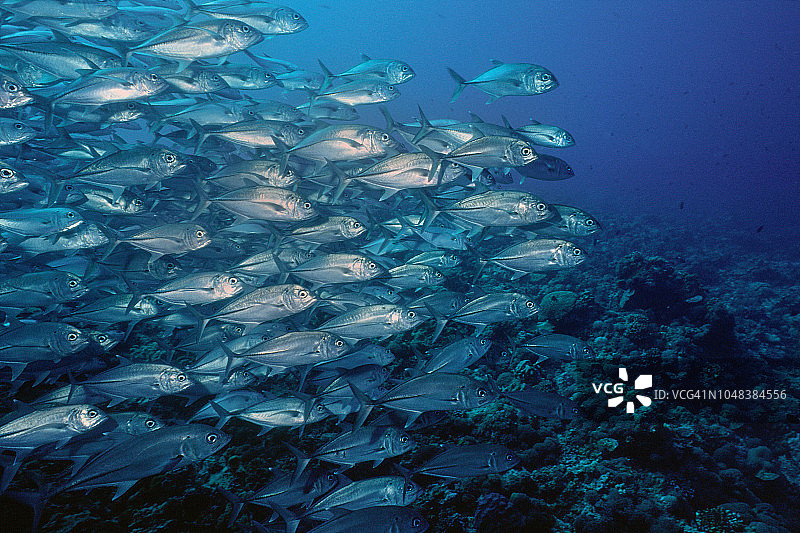大眼鲹鱼群图片素材