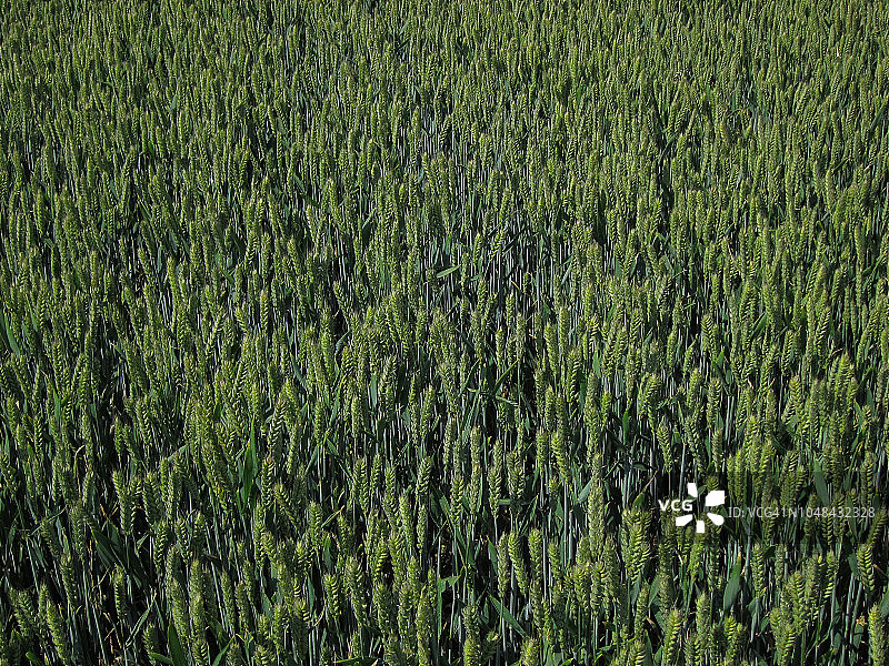 绿色田野中的长草和小麦图片素材