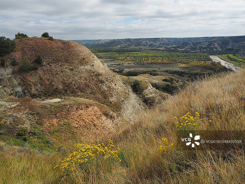 西奥多·罗斯福国家公园北部开花的黄色山梗菜图片素材