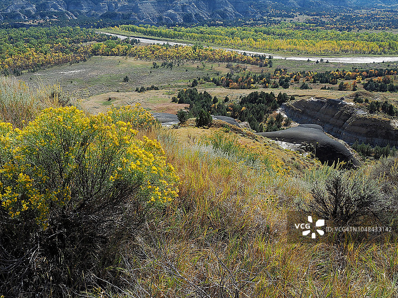 西奥多·罗斯福国家公园的沙米萨开花图片素材