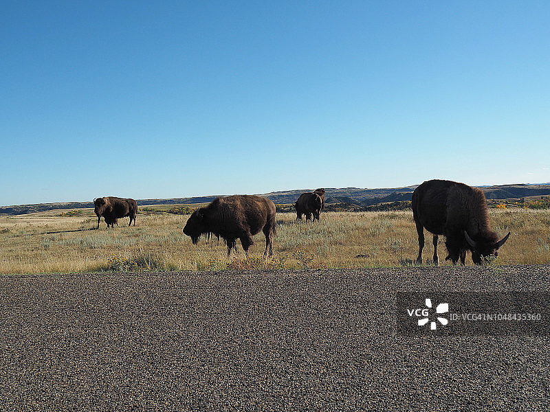 西奥多·罗斯福国家公园北部路边的小群野牛图片素材