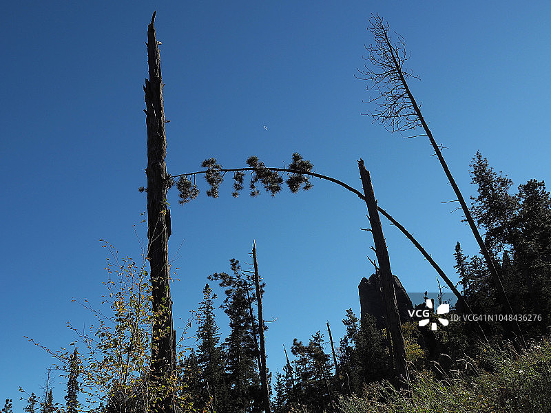 卡斯特州立公园被森林大火摧毁的黄松树图片素材