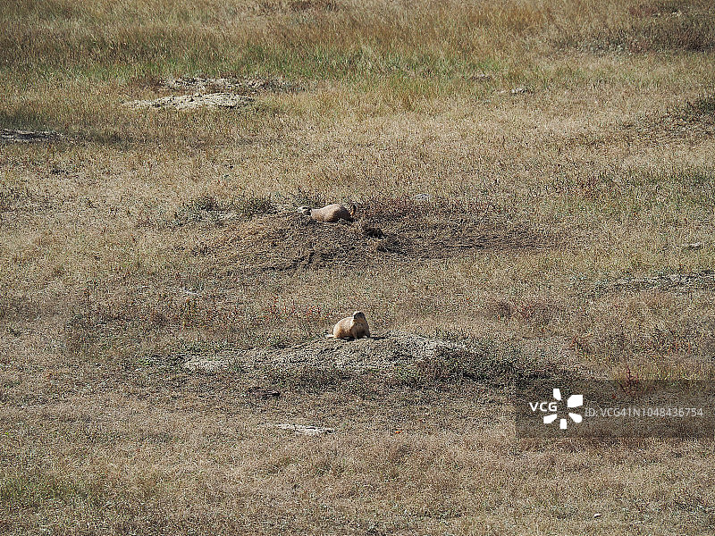 罗斯福国家公园南区的两只草原犬鼠图片素材