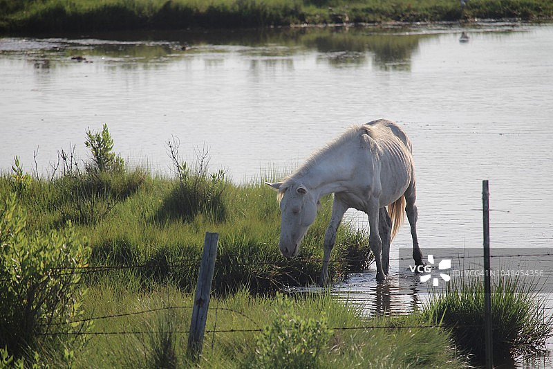 白色钦科蒂格小马图片素材