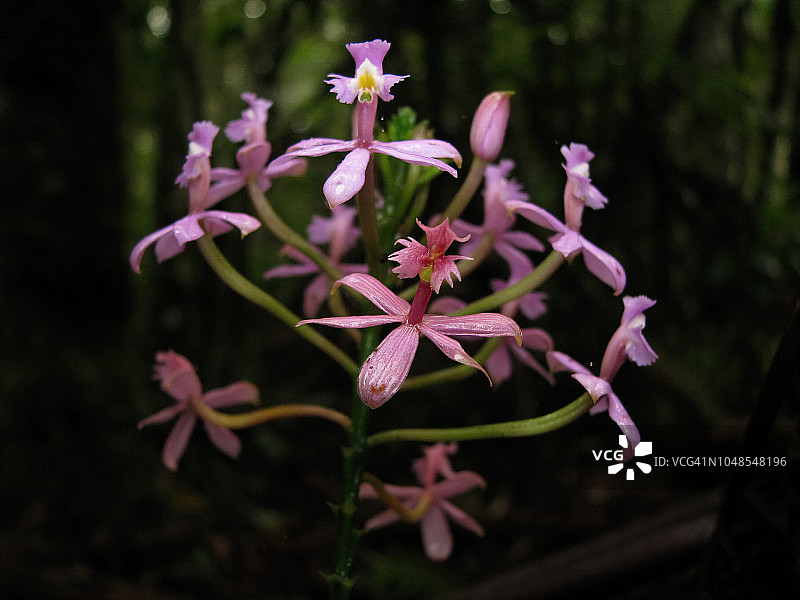 热带雨林中的地生兰图片素材