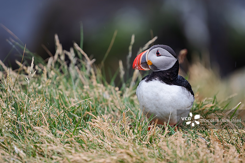 可爱的海鹦图片素材