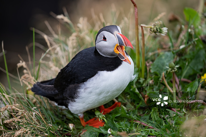 可爱的大西洋海雀——冰岛Borgarfjordur eystri的北极鼠颈。图片素材