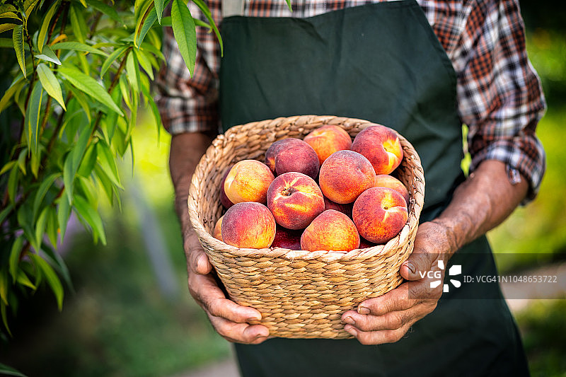 手提桃子篮子的中年农场主图片素材