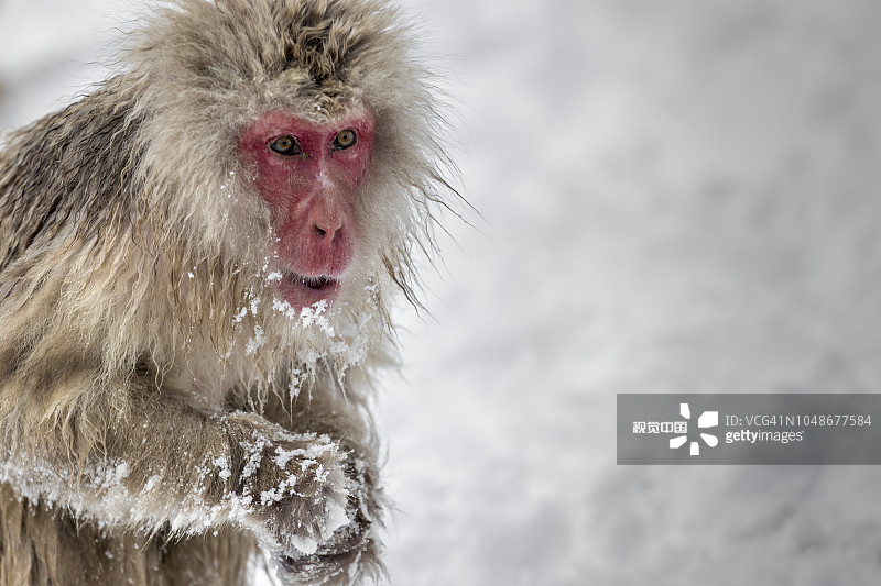 上信越高原国立公园地狱谷猴园雪地里的日本猕猴图片素材