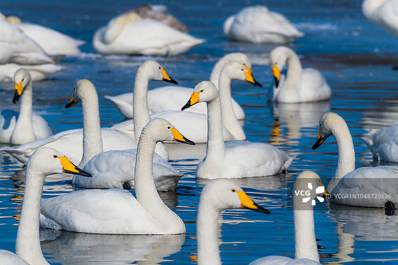 在屈斜路湖中游泳的大天鹅，摄于日本北海道阿寒国家公园图片素材