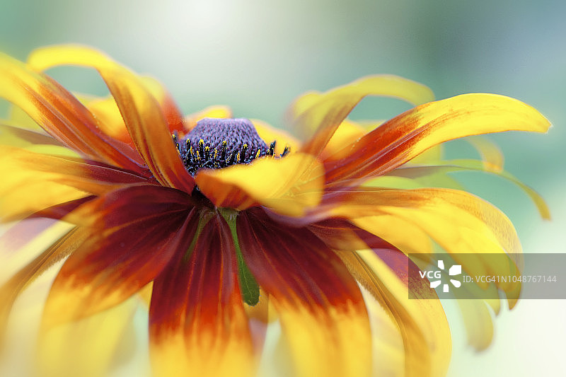 特写：一朵黄色和红色金光菊的创意图像，也称为黑眼苏珊和锥花。图片素材