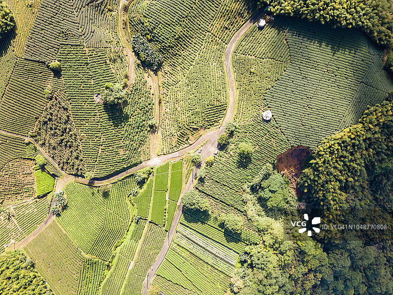 中国台湾南投茶园图片素材