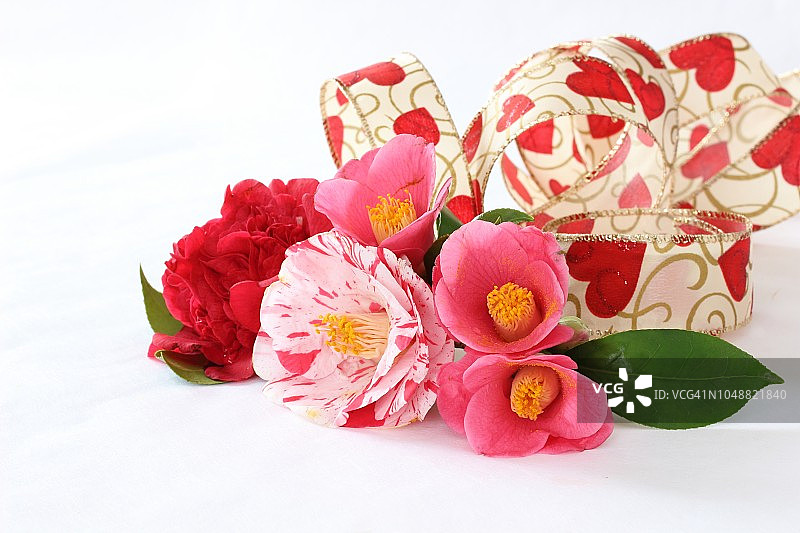 新年山茶花束图片素材