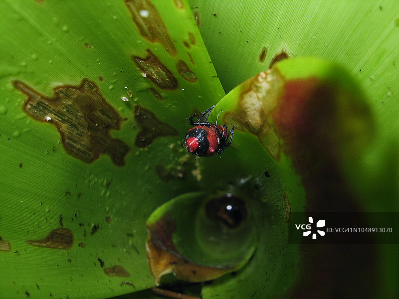 凤梨科植物内的红黑色蜘蛛图片素材