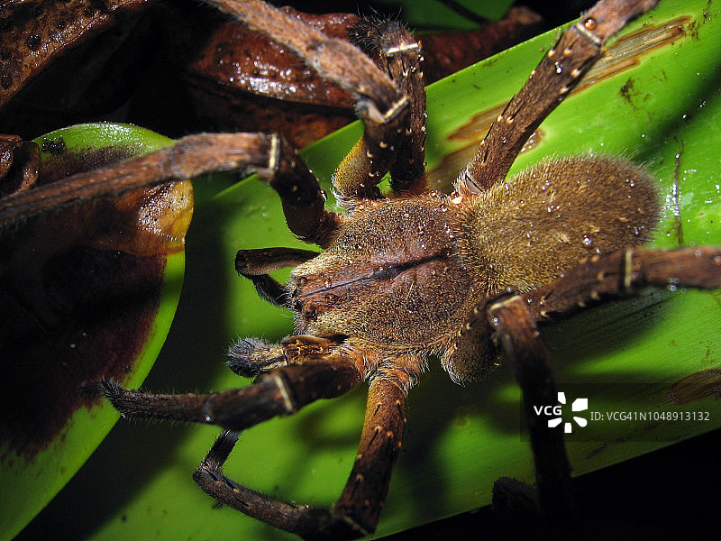 巴西游走蛛在凤梨科植物上梳理图片素材