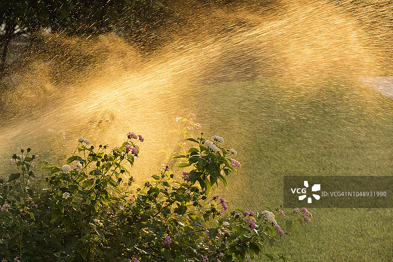 洒水器在院子里给植物浇水图片素材