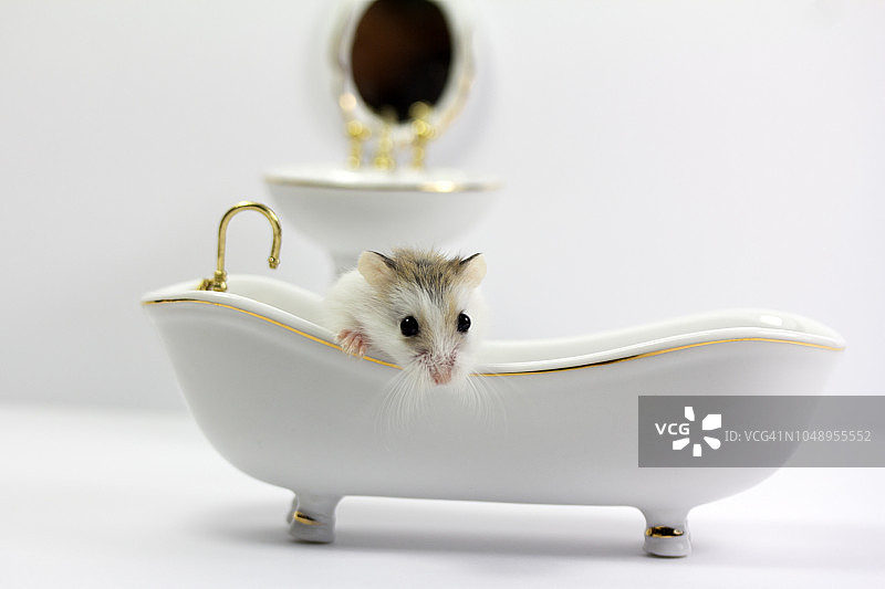 在浴室白色浴缸里洗澡的小老鼠图片素材