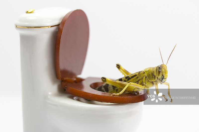 厕所。。。图片素材