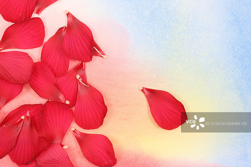 彩色背景上的红色花瓣图片素材