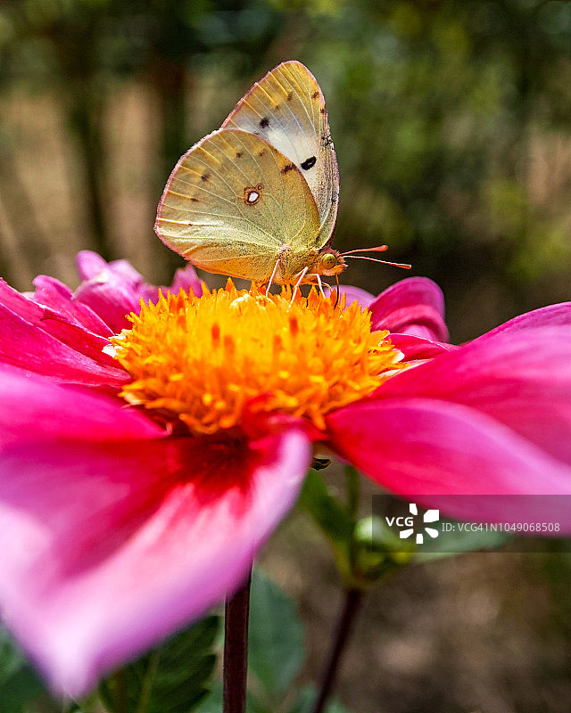 秋天的花图片素材