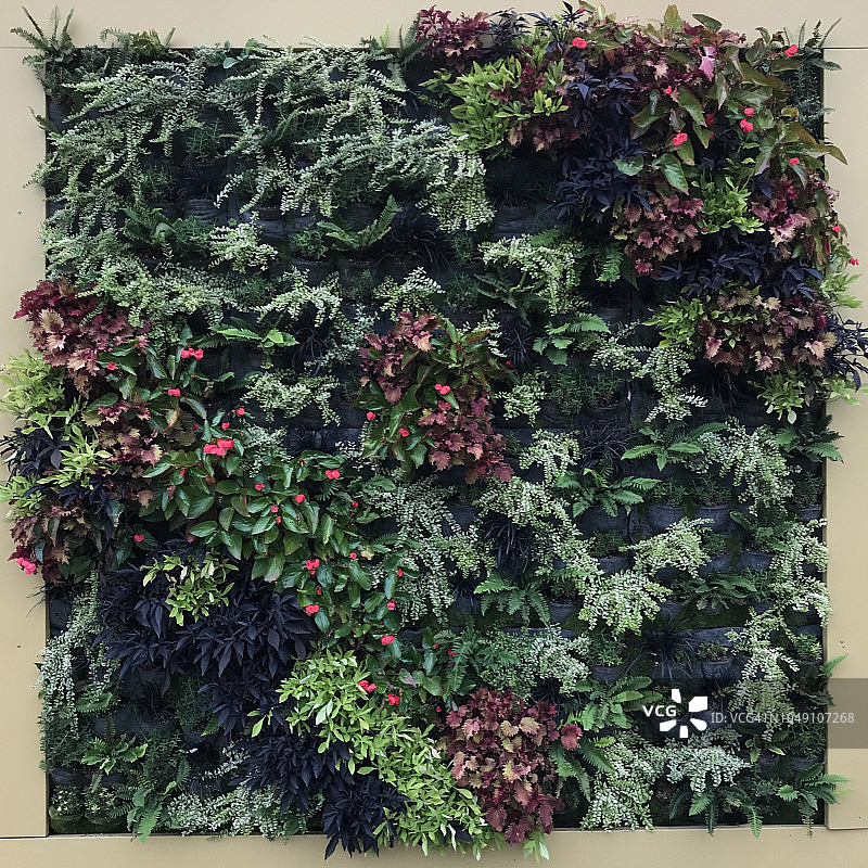 俄勒冈州波特兰植物墙图片素材