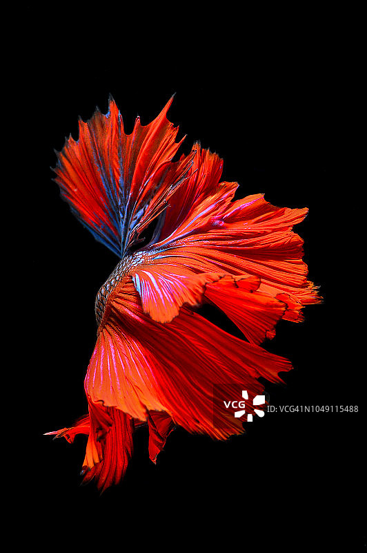 色彩鲜艳的蜂巢月鱼图片素材