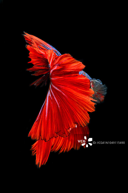 色彩鲜艳的蜂巢月鱼图片素材