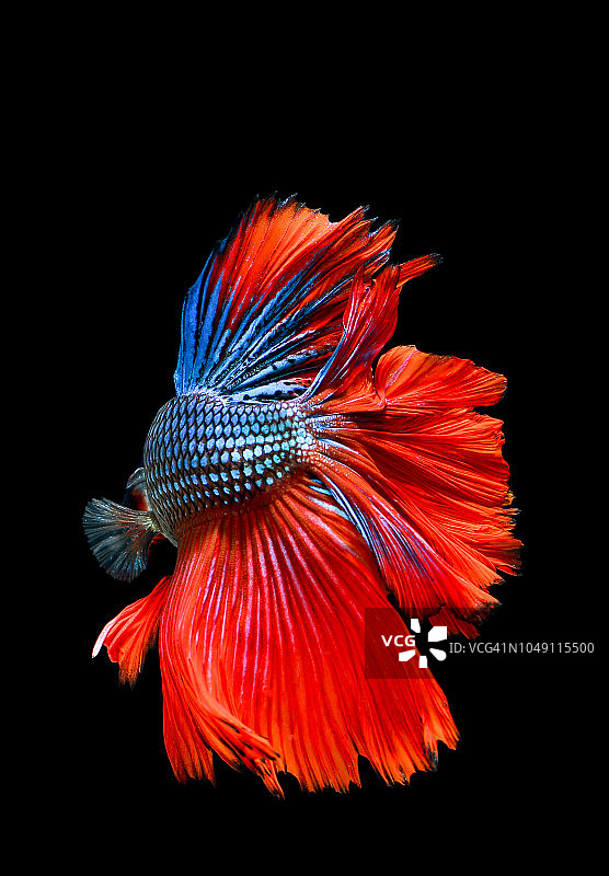 色彩鲜艳的蜂巢月鱼图片素材