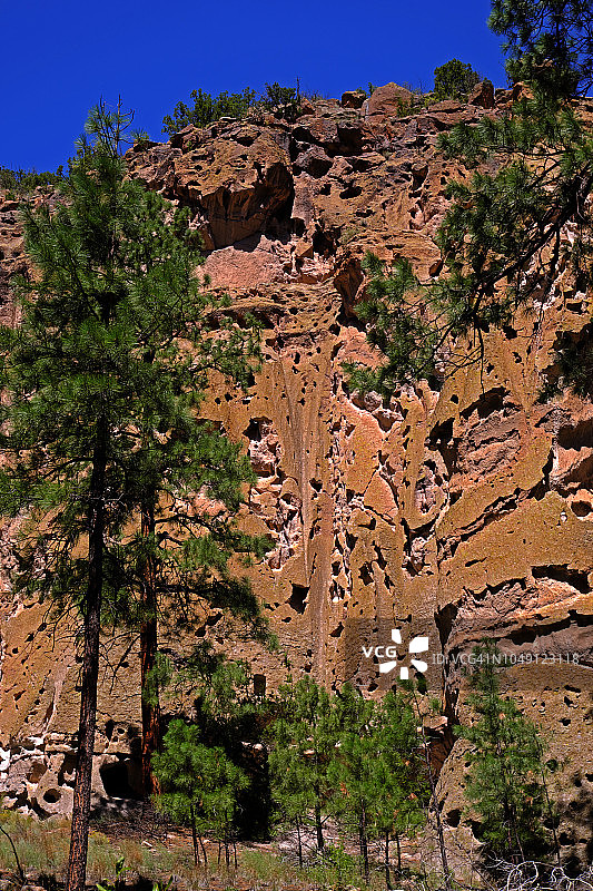 班德利尔国家纪念碑的黄松树林，美国新墨西哥州图片素材