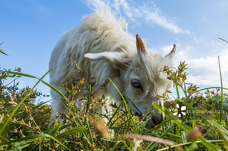 在草地上吃草的山羊图片素材