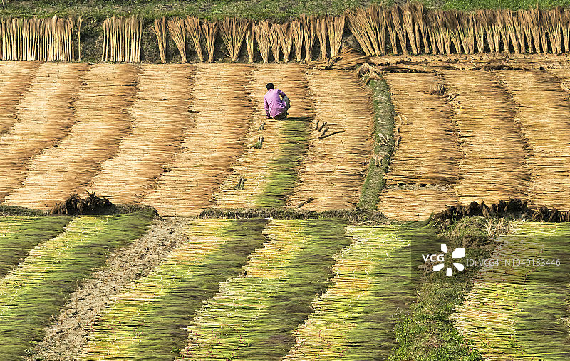 孟加拉国吉大港专区班多尔班钦布克山上晾晒扫帚草图片素材