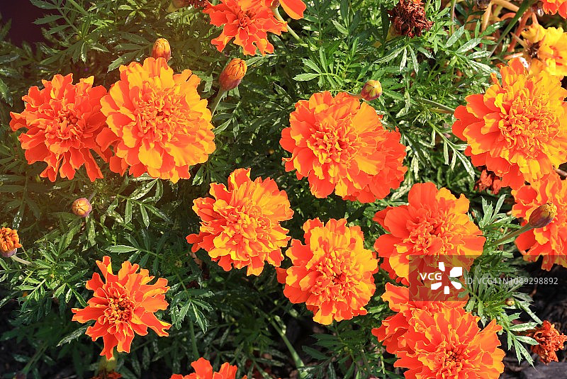 容易种植的非洲万寿菊图片素材