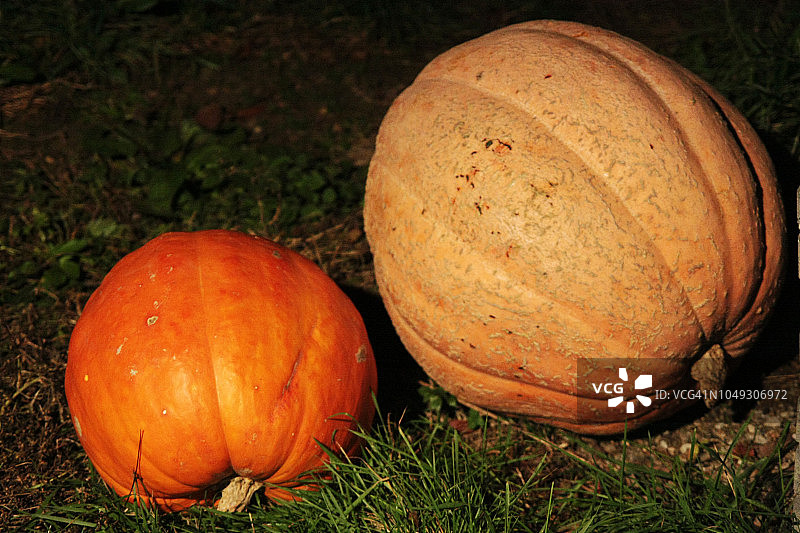 万圣节的南瓜图片素材