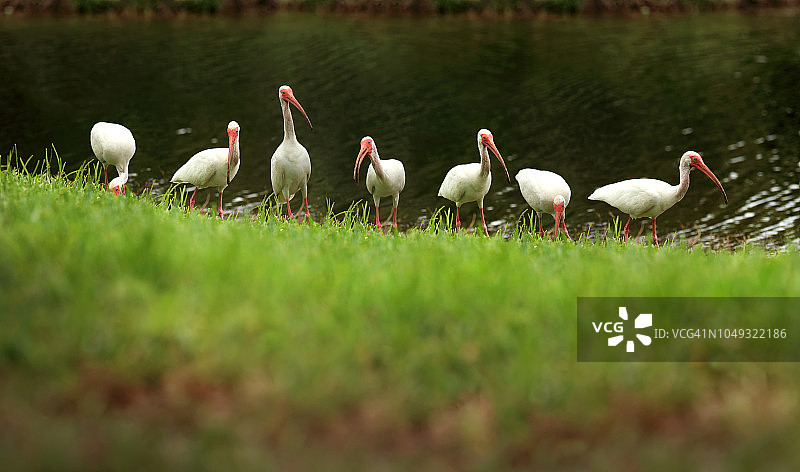 湖边一排热带鸟类白鹮图片素材