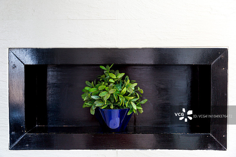 白色墙壁木架上蓝色花盆中的水生植物（家居室内设计）图片素材