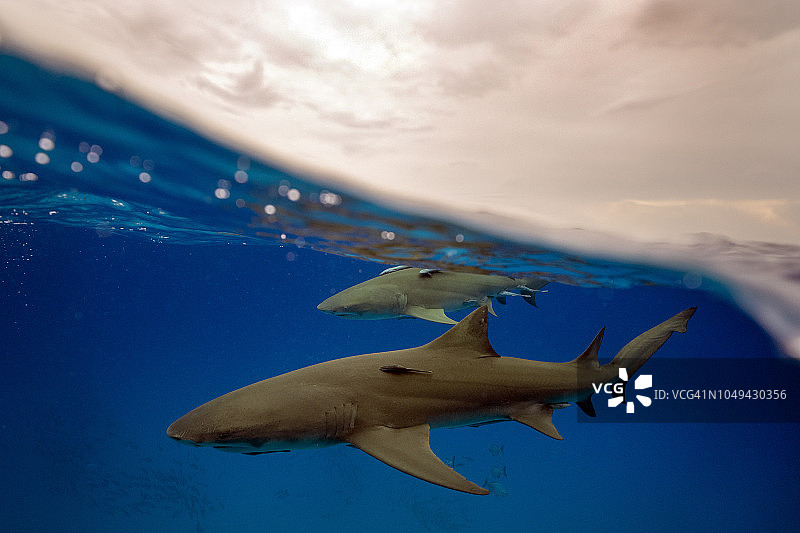 巴哈马群岛的鲨鱼图片素材