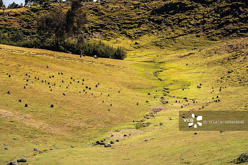 埃塞俄比亚锡缅山国家公园图片素材