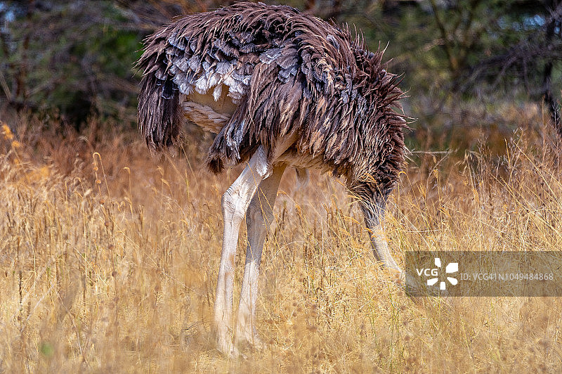 阿比亚塔-沙拉国家公园，埃塞俄比亚图片素材