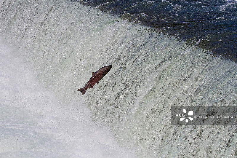 梅齐亚丁鱼道图片素材