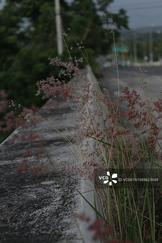 路边植物图片素材