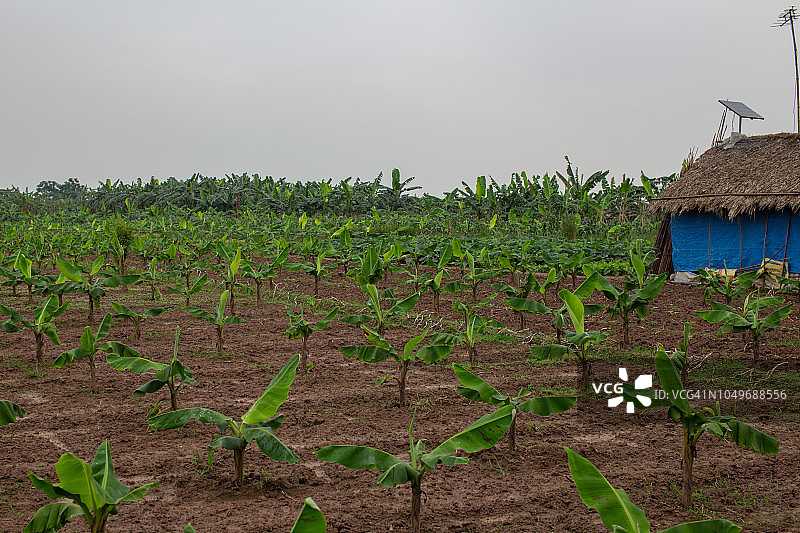 亚洲农场上的带太阳能板和电视的基础农舍图片素材